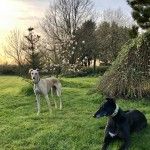Petal & Flower, our two sighthounds, saved by Lurcher SOS